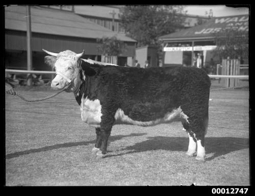 Hereford cow 'Minerva Lily' at the Royal Agricultural Show, Sydney