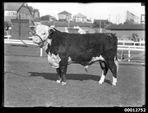 Portrait of a bull, possibly at the Royal Agricultural Show, Sydney