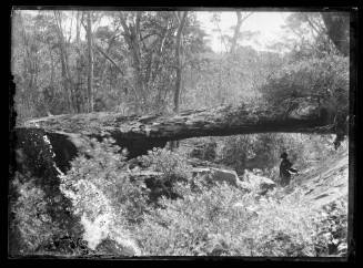 Glass plate negative image of a man standing in gully under a fallen tree, Australia