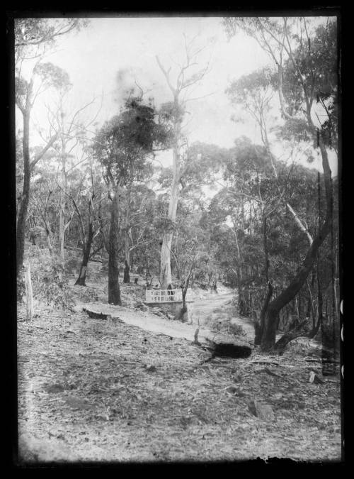 View of the Explorers Tree west of Katoomba, New South Wales