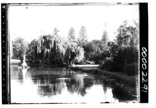 View of pond in Botanic Gardens, Sydney