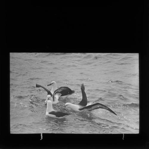 Albatrosses feeding astern of ship