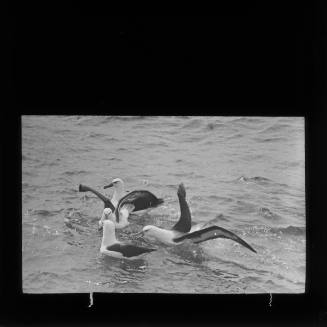 Albatrosses feeding astern of ship