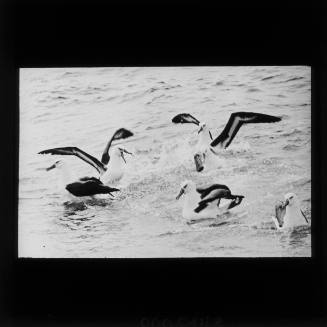 Albatrosses feeding astern of ship