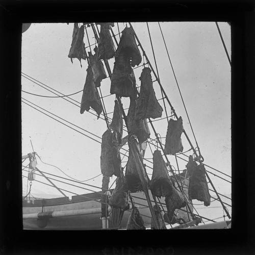 Seal meat drying in the rigging