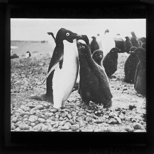 Adelie penguins and young feeding