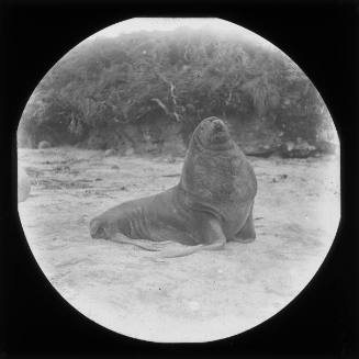 Male Sea Lion