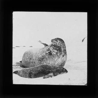 Adult Weddell seal and pup