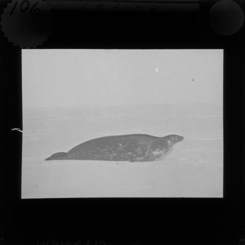 Weddell seal