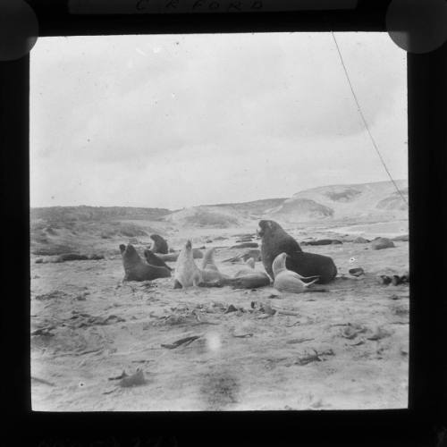 Sea Lions, Enderby Island