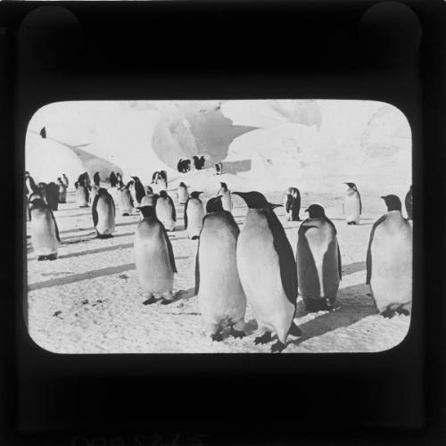 Emperor penguins