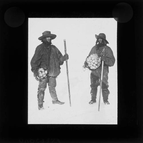 Arthur Blissett and Frank Plumley collecting penguin eggs