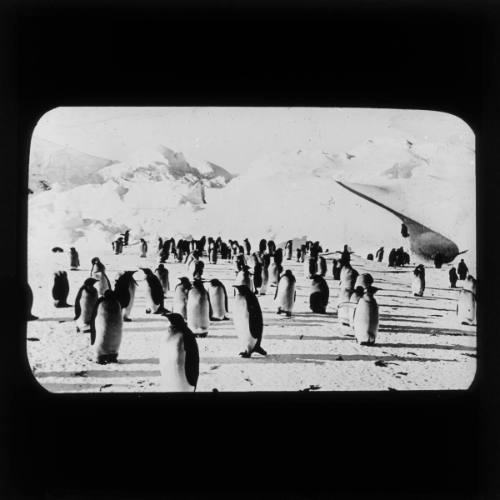 Emperor penguins