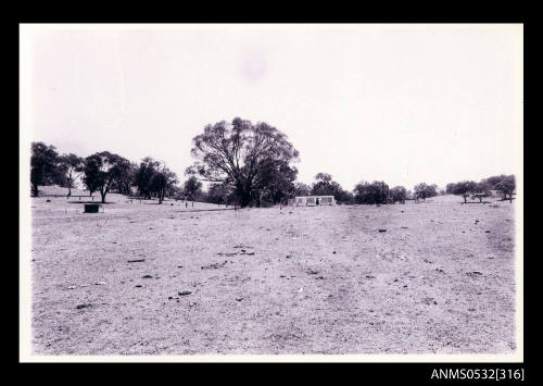 Paddock with distant trees in background