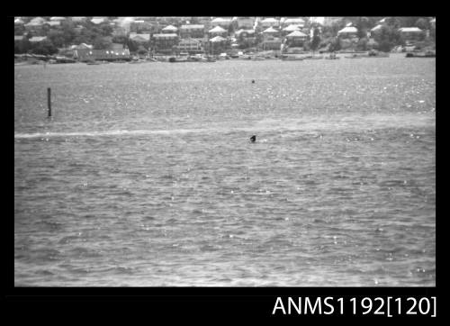 Black and white negative number 21A depicting man in sunken racing power boat at state sports, pleasure outboard championships, Cabarita, Parramatta River, Sydney, New South Wales