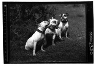 Portrait of three dogs leashed together