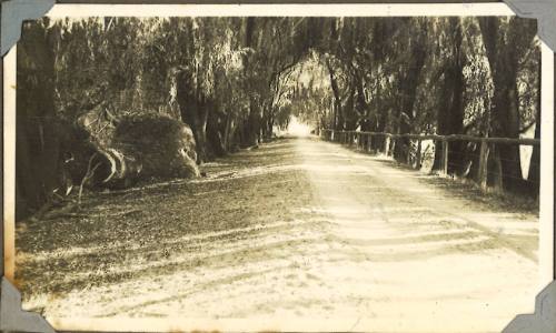 A tree-lined road