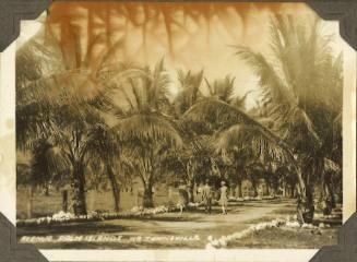 Avenue on Palm Islands, Townsville