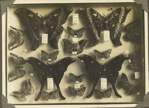 A display of butterfly specimens