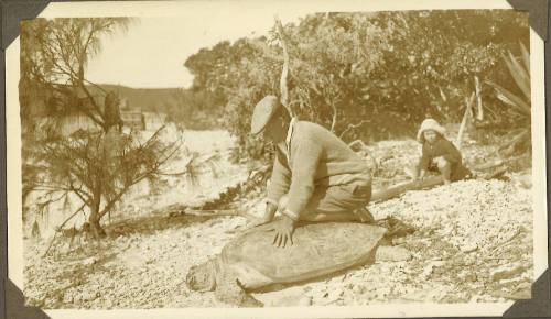 William Clark on the back of a turtle at Magnetic Island