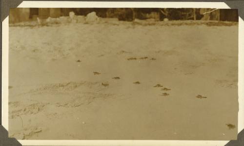 Baby turtles on Magnetic Island