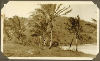 Clark brothers picking coconuts