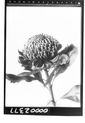 Portrait of a Waratah (Telopea) flower