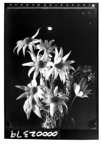 Portrait of a bunch of flannel flowers (actinotus)
