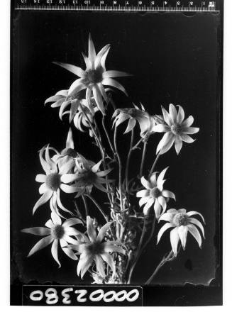 Portrait of a bunch of Flannel Flower (Actinotus)