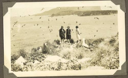 A landscape with birds in Lord Howe Island