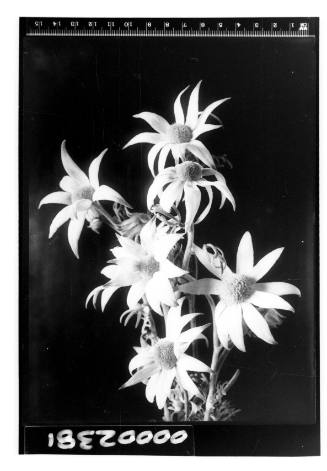 Portrait of a bunch of Flannel Flower (Actinotus)