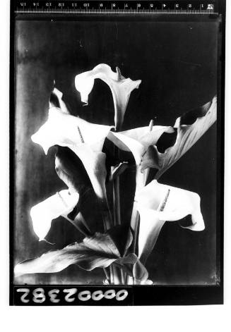 Studio portrait of arum lilies