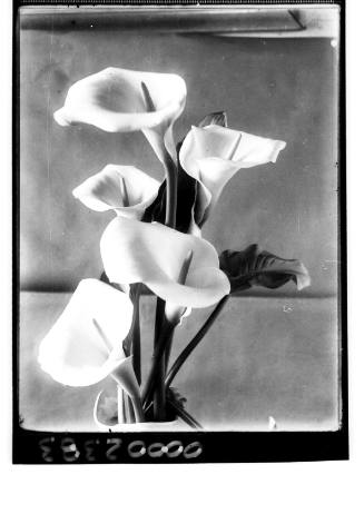 Studio portrait of arum lilies