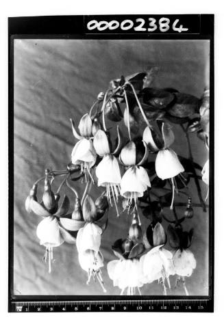 Portrait of a bunch of hanging fuschia