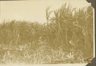 A field of sugar cane
