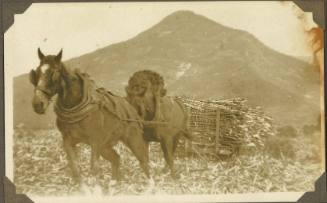 Two horses hauling sugar canes