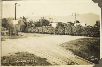 Sugar cane fields in Gordonvale, Queensland