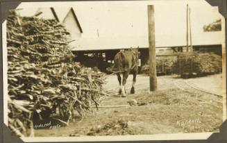 Mulgrave Mill in Queensland