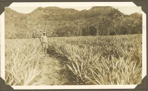 William Clark at a sugar cane field