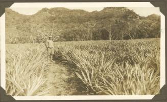 William Clark at a sugar cane field