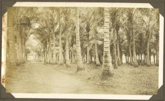 A dirt road lined with palm trees