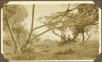 Two men in a mangrove