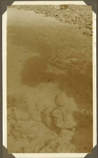 Coral formations on the Great Barrier Reef