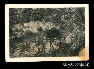 Photograph of baby birds on a beach, and bird eggs