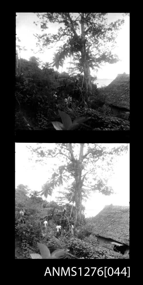 Two black-and-white negatives, joined together, possibly of people working in bushland on Pearl Island