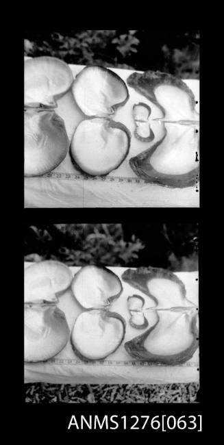 Two black-and-white negatives, joined together, of seven pearl shells, with a tape measure placed underneath for scale purposes, on Pearl Island