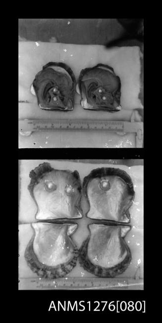 Two black-and-white negatives, joined together, the first of two pearl shells with flesh and pearls still attached, and the second of four pearl shells, two of which have blister pearls, on Pearl Island