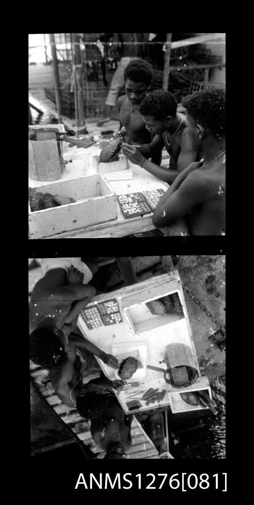 Person seeding a pearl shell, with two people watching, on Pearl Island