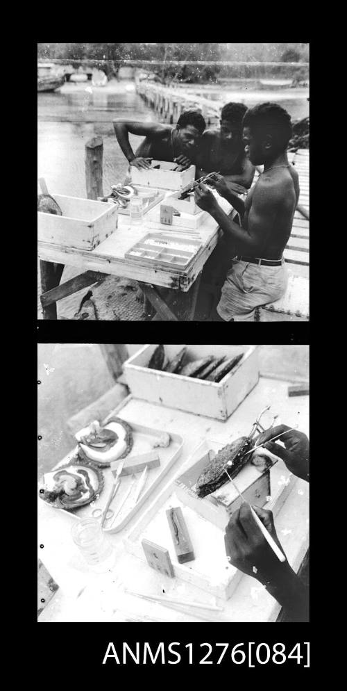 Two black-and-white negatives, joined together, the first of a person seeding a pearl shell, with two onlookers, and the second is a close-up of the pearl shell being seeded, on Pearl Island