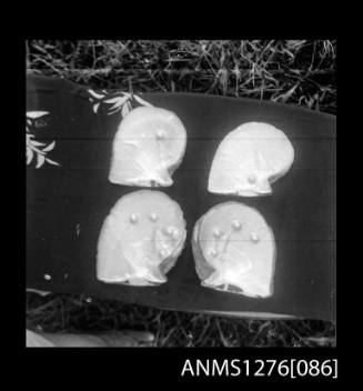 Four pearl shells with blister pearls, on Pearl Island